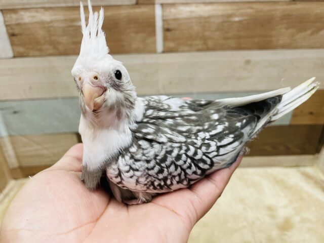 オカメインコ