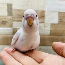 最新画像アリ♪白が多めの美白さん！！セキセイインコのパイド！