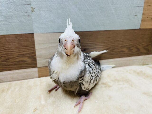 オカメインコ