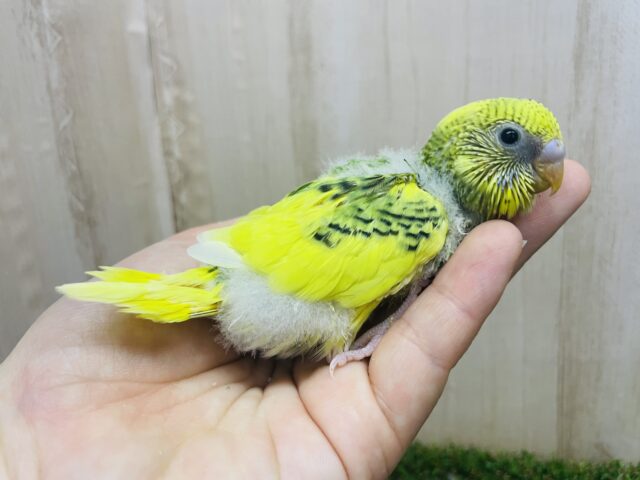 セキセイインコ