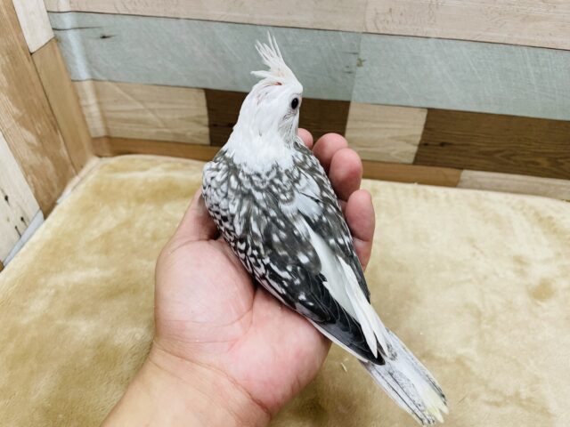 オカメインコ