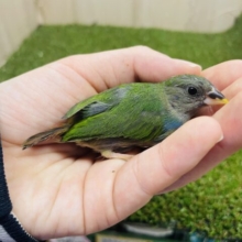 可愛らしい鳴き声もステキです！チモールセイコウチョウさんいますよ〜