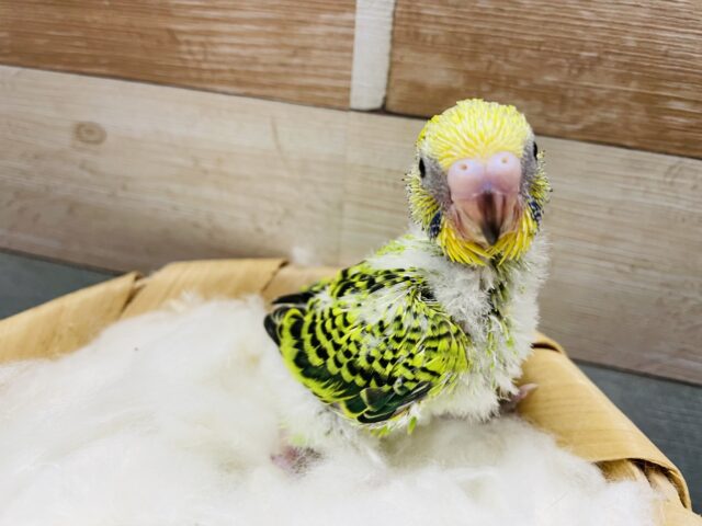 セキセイインコ