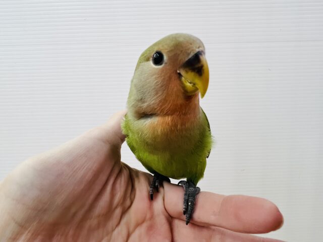 コザクラインコ（小桜インコ）