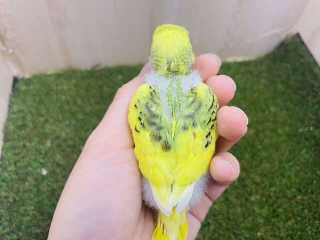 セキセイインコ