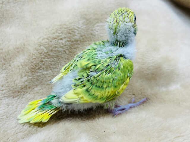 セキセイインコ