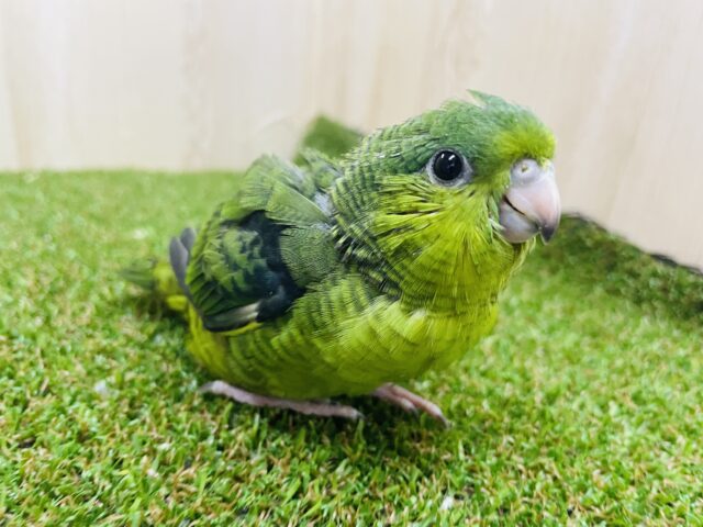 サザナミインコ