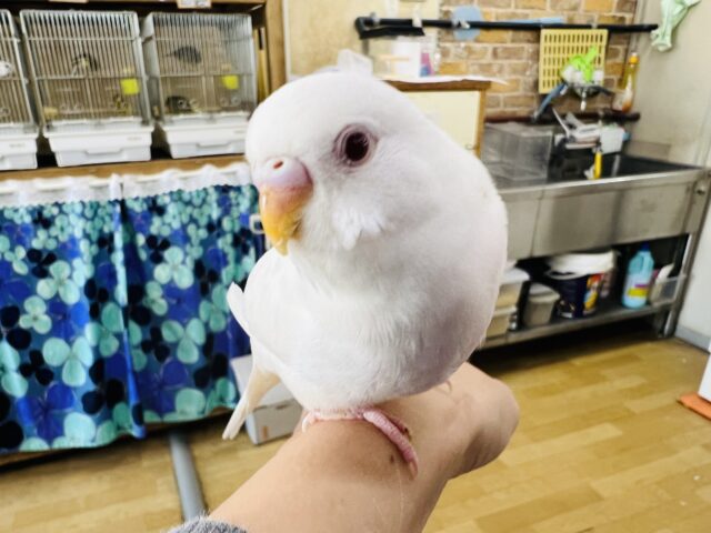 セキセイインコ