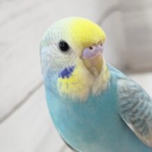 魅力いっぱい～🌈　セキセイインコ(パステルレインボー)