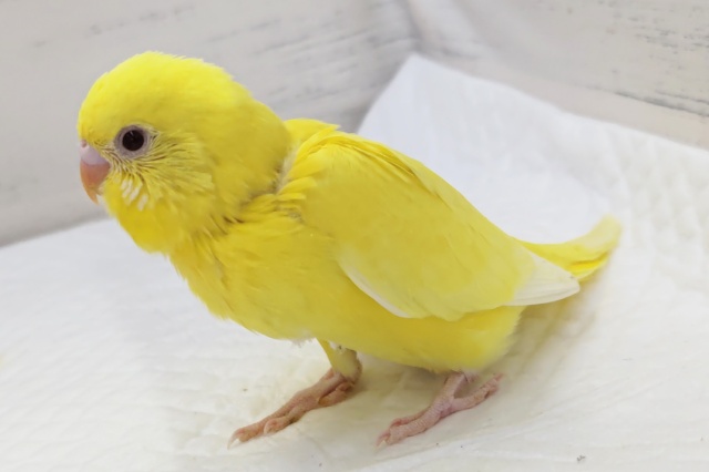 真っ黄色がかわいい～💛 セキセイインコ(ルチノー)