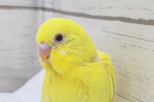 真っ黄色がかわいい～💛 セキセイインコ(ルチノー)