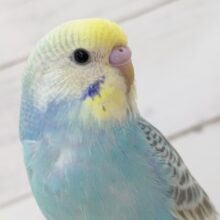 鮮やかなブルーが魅力～🌈　セキセイインコ(パステルレインボー)