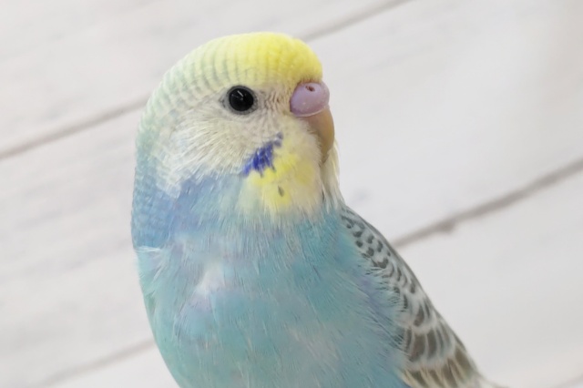 鮮やかなブルーが魅力～🌈　セキセイインコ(パステルレインボー)