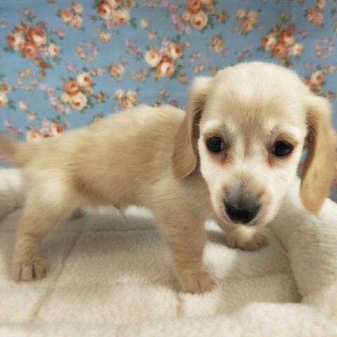 ミニチュアダックス