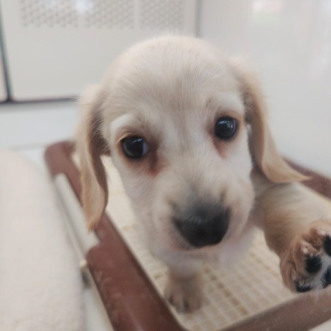 ミニチュアダックス