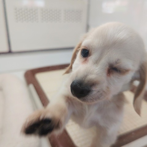 ミニチュアダックス