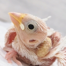 この白がたまらない～🤍　白文鳥