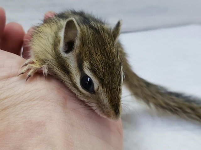 シマリス（ノーマル）