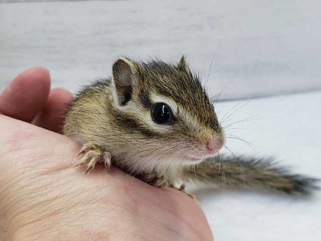 シマリス（ノーマル）