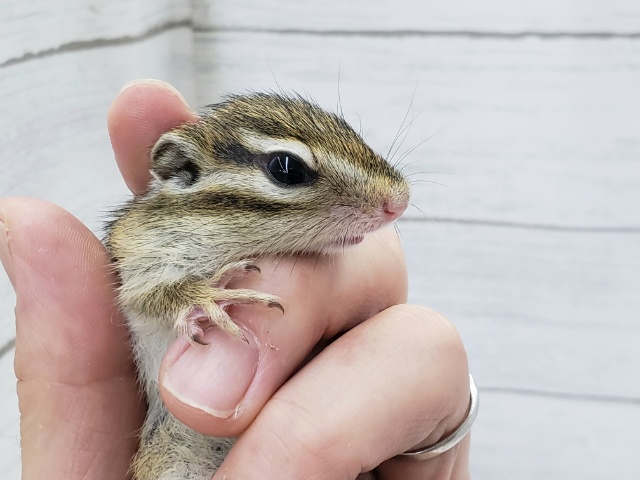 シマリス（ノーマル）