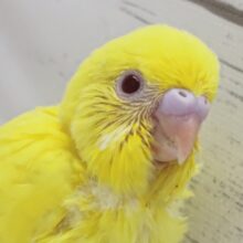 黄色の元気っ子～🌟　セキセイインコ(ルチノー)