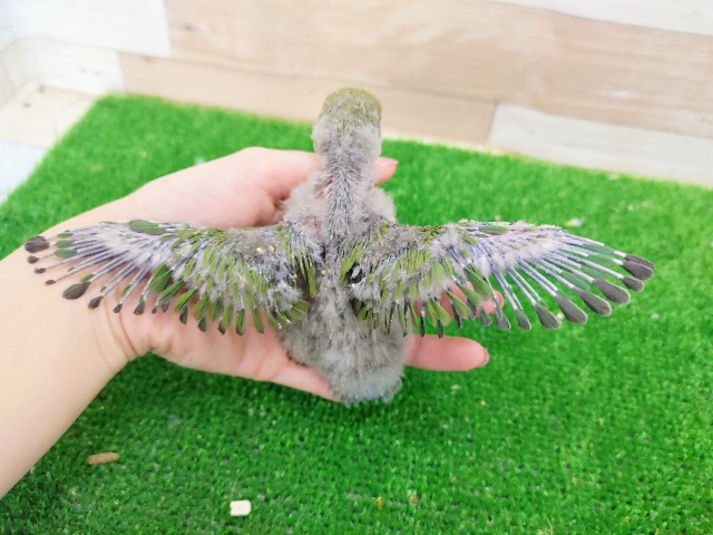 コザクラインコ（小桜インコ）