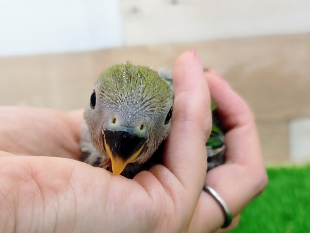 コザクラインコ（小桜インコ）