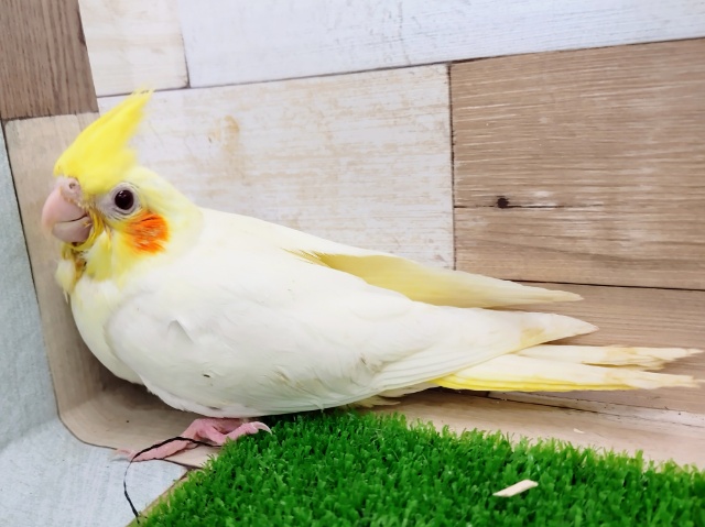 オカメインコ