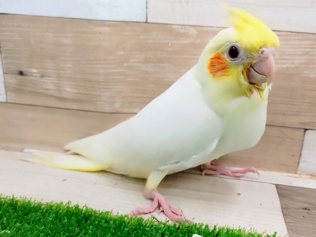 オカメインコ