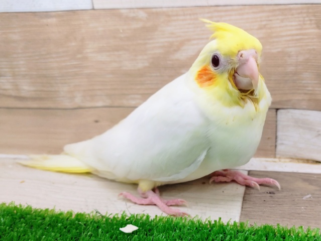 オカメインコ