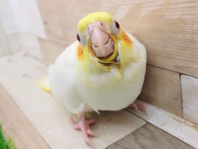 オカメインコ