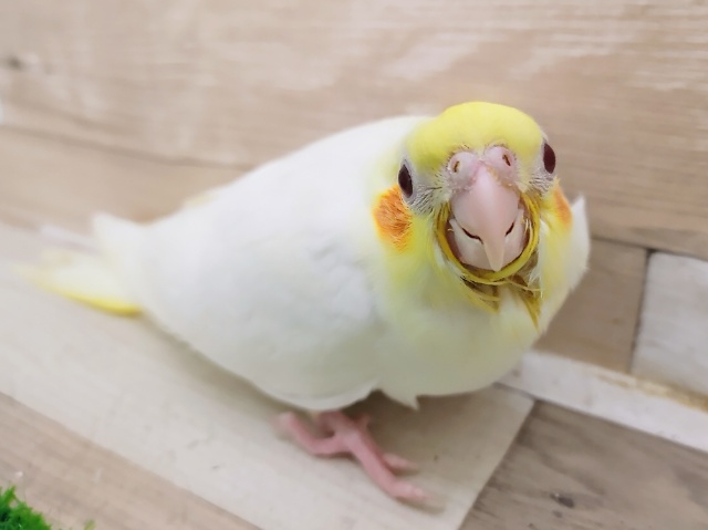 画像更新！むちむちっ❤オカメインコ(ルチノー)のヒナ入荷しました❤