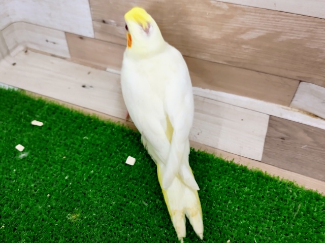 オカメインコ