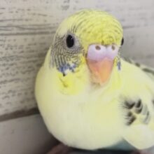 メロメロクリーム～💛　セキセイインコ(クリームハルクイン)