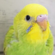 鮮やかフレッシュカラー🍀　セキセイインコ(グリーンスパングル)