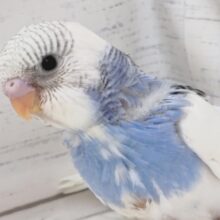 白いお顔とキレイなブルー🌤️　セキセイインコ(ブルーパイド)