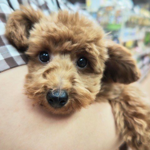 トイプードル(レッド)男の子♫ぎゅってしてね❤ トイプードル