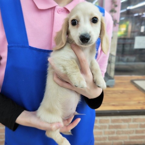 ミニチュアダックス