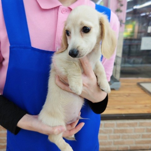 ミニチュアダックス