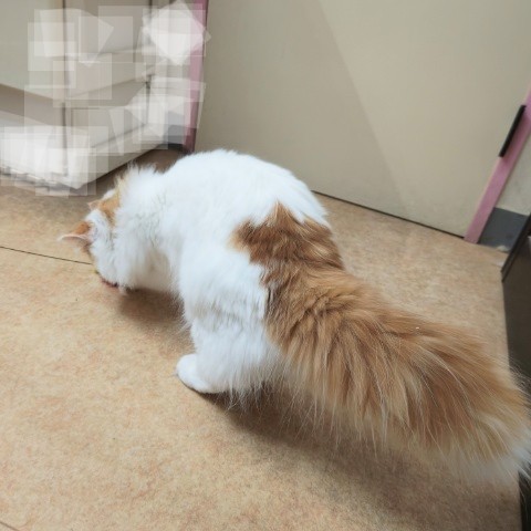 最新画像!サイベリアン(レッドタビー&ホワイト)男の子♪やんちゃな甘えんぼ〜 サイベリアン