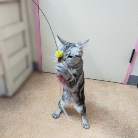 アメリカンショートヘア