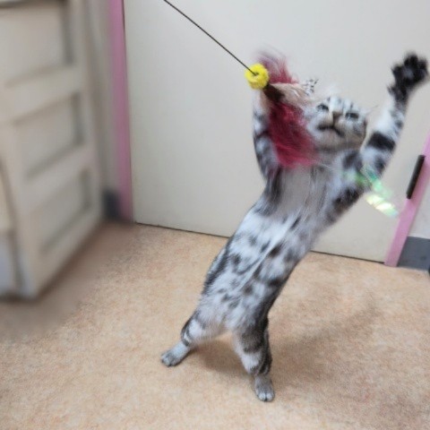 アメリカンショートヘア