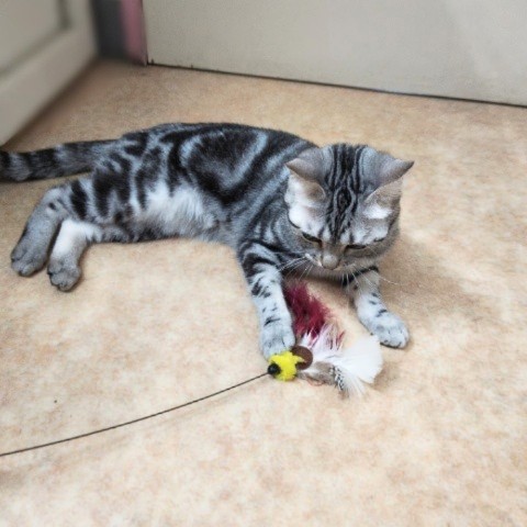 アメリカンショートヘア