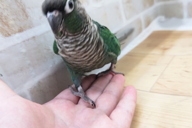 ホオミドリウロコインコ