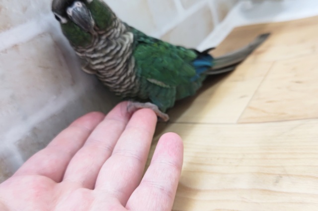 ホオミドリウロコインコ
