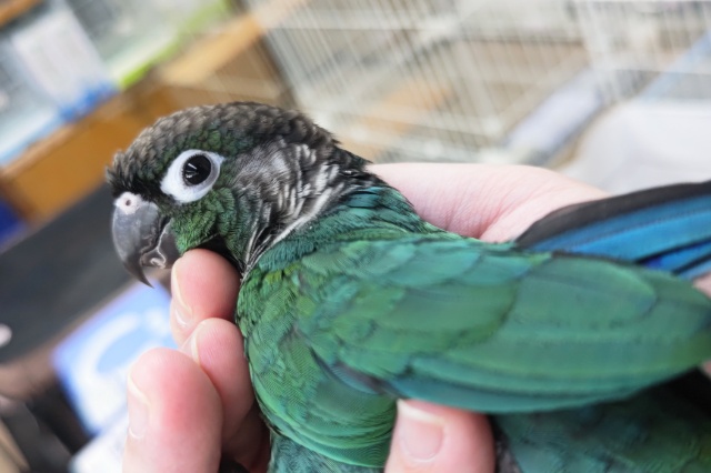 ホオミドリウロコインコ