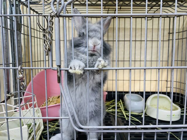 ライオンラビット