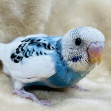 穴があったら隠れたい！恥ずかしがり屋のセキセイインコ(パイド) ヒナ