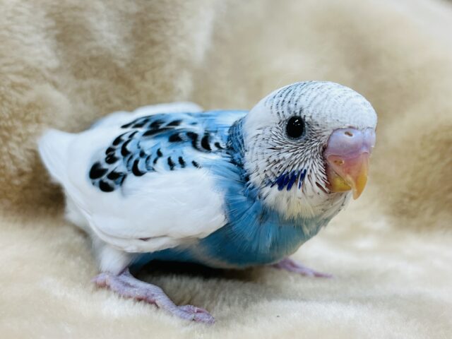 穴があったら隠れたい！恥ずかしがり屋のセキセイインコ(パイド) ヒナ