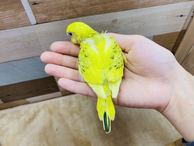 セキセイインコ